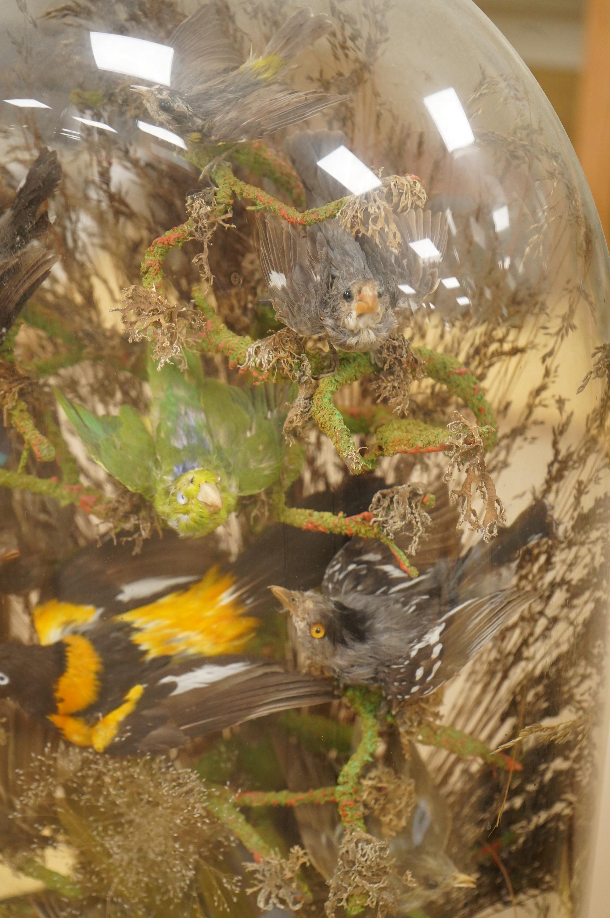 A Victorian taxidermy display of exotic birds including a Venezuelan Troupial, finches, etc., contained within a domed case with ebonised base, 57cm high, 35cm wide